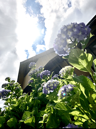 毎年庭に咲く紫陽花です。雲間から射す陽の光がまた綺麗に彩ってくれています